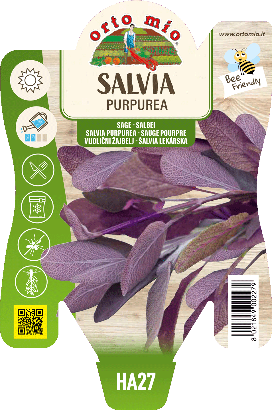 Salvia Purpurea